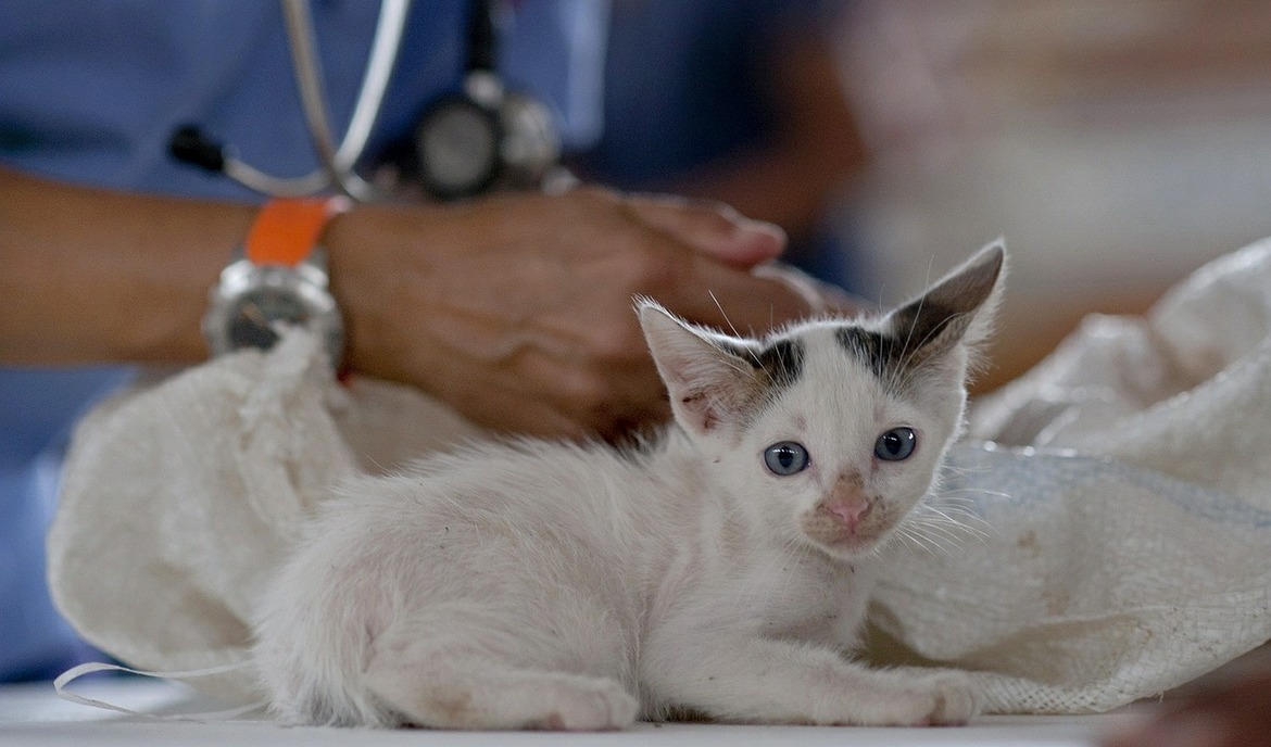 Spulwurm bei Katzen: Symptome, Ansteckung und Behandlung